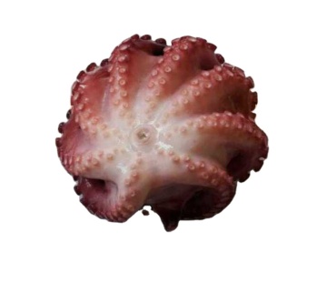 frozen ball shaped octopus