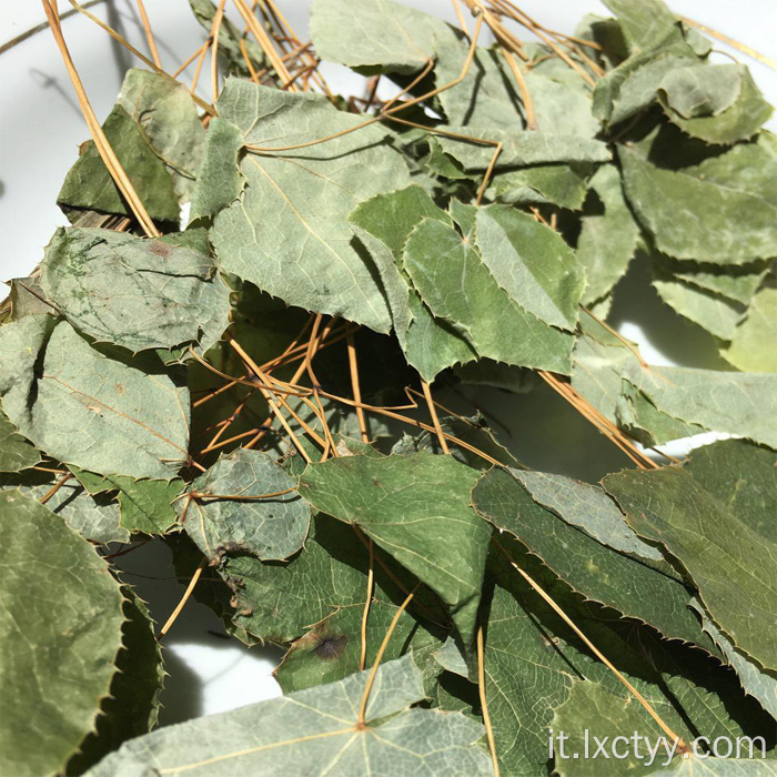 Vendita calda Sagittatum Epimedium