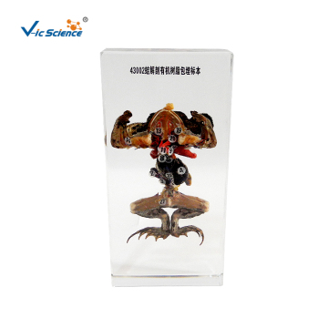 Frog Anatomy Organic Resin Embedded Specimen