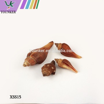 Natural Seashell Parts Used For Crafts