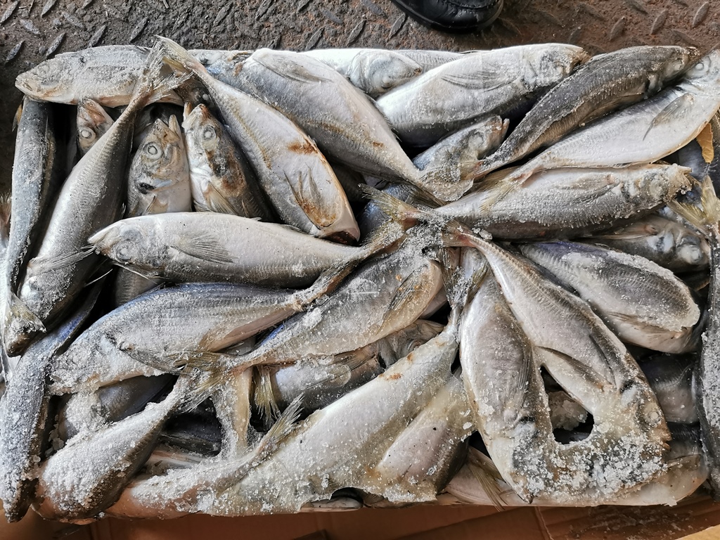 Frozen Seafood Round Scad Fish Kualitas Tinggi Untuk Umpan CN Kuda Mackerel China Seluruh Muroaji Mata Kecil
