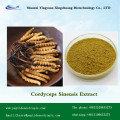 cordyceps sinensis mycelium extraheren vruchtlichaam