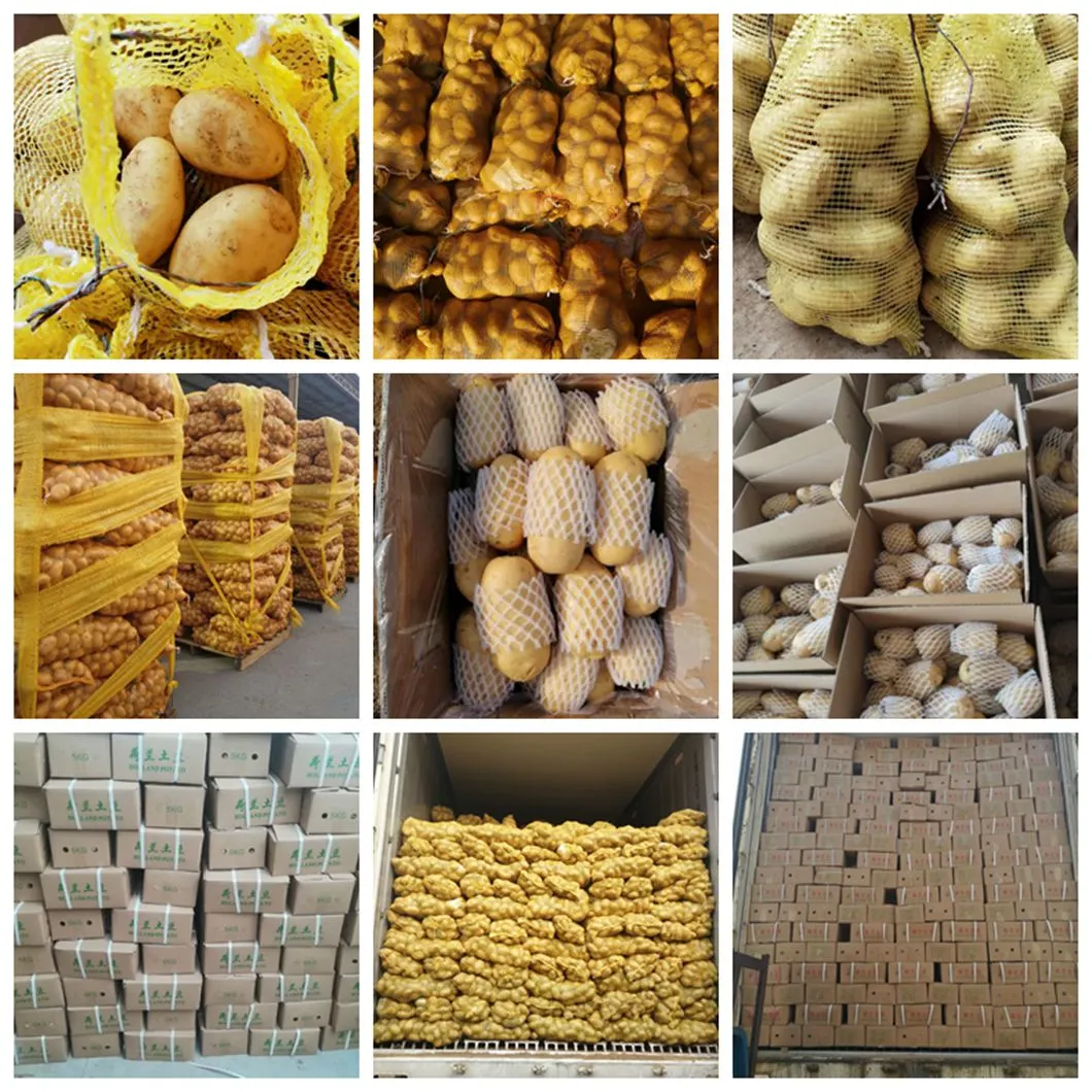 New Crop Fresh Holland Potato with Good Quality