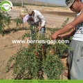 Wolfberries secche organiche naturali di alimentazione del rifornimento della fabbrica