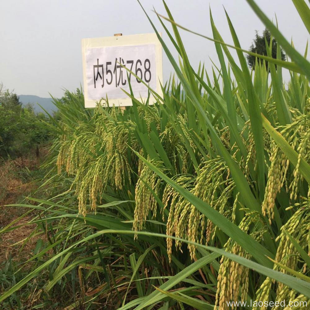 High Quality Natural paddy Rice Seeds