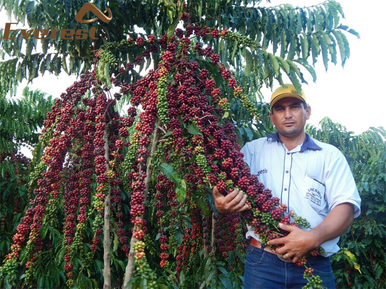 Fulvic Acid Trace Elements