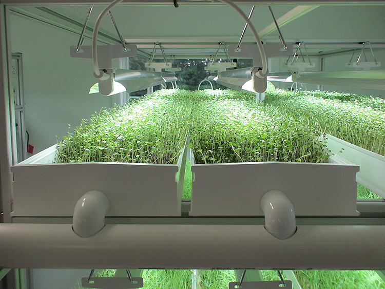 Sk Micro Rack For Microgreens