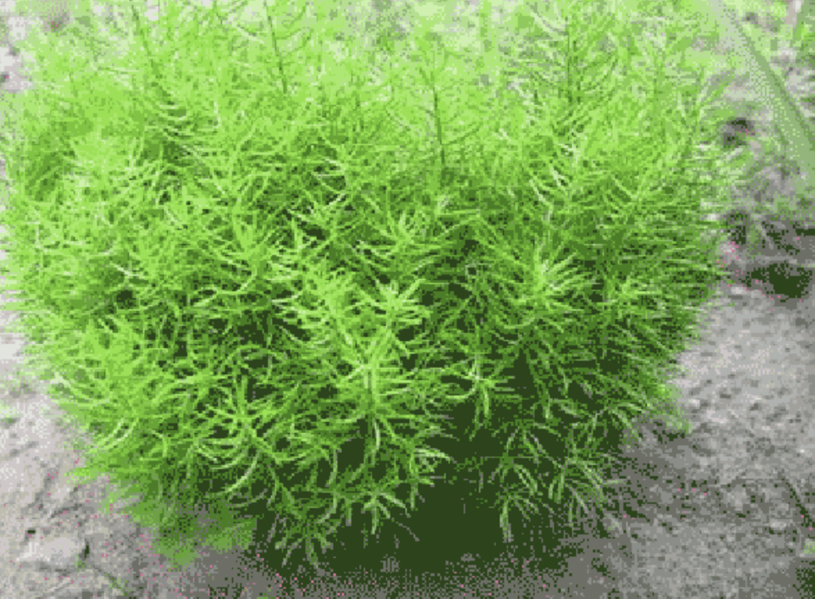 Поставщик экстракта спаржи Asparagus Extract Supplier