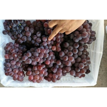 Fresh Red Grape katika Yunnan