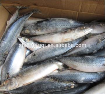 Scomber scombrus Frozen pacific mackerel