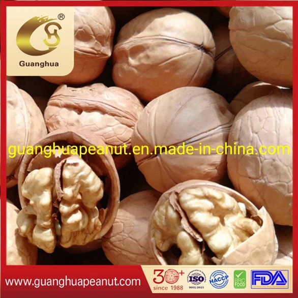 Best Quality New Crop 33 Type Walnut in Shell