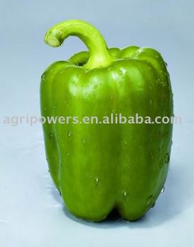 SP458 Capsicum