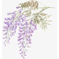 Huile essentielle de glycine naturelle pure