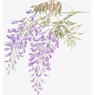 Pure Natural Wisteria Essential Oil