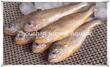 fresh frozen yellow croaker for sale