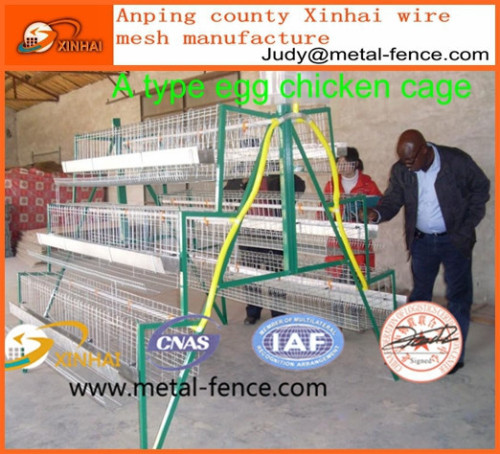 Chicken Egg Poultry Farming Equipment For Sale