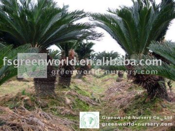 cycad sago palm trees