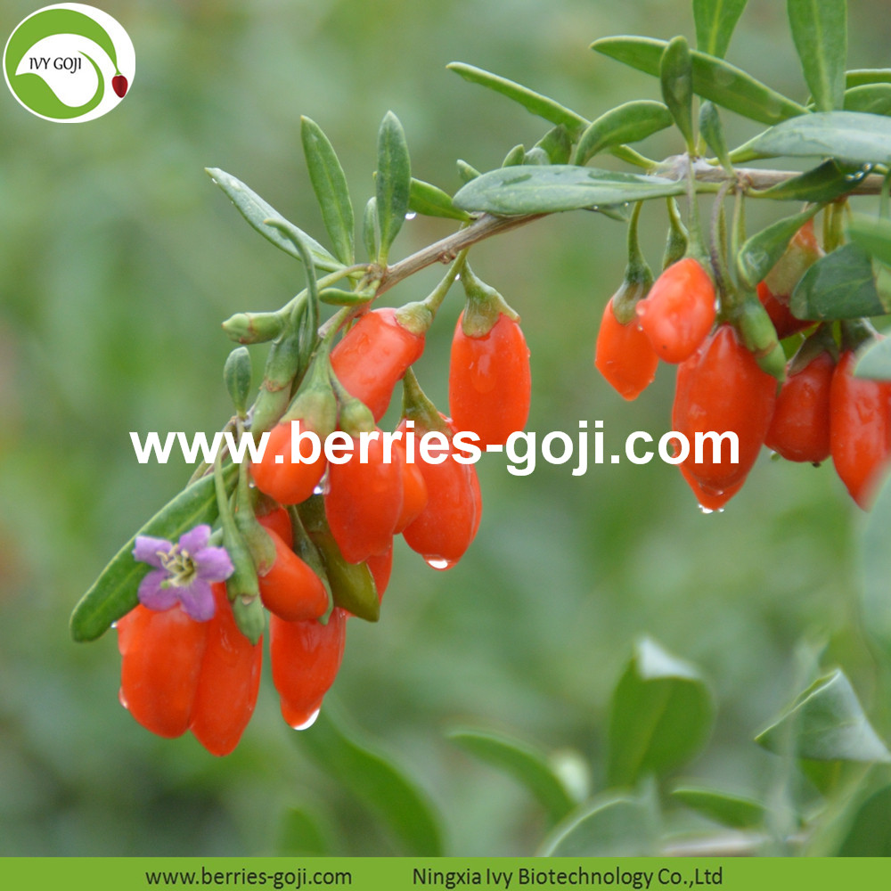 Goji berry 