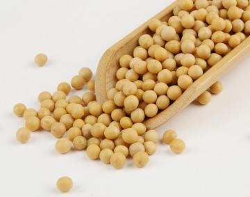 Soybean