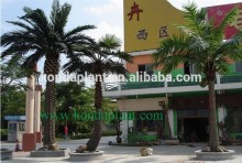 Artificial coconut palm tree,Cheap artificial trees,decorative palm tree,fiberglass artificial palm tree