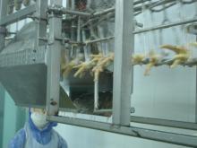 Automatic Poultry Feet Unloader