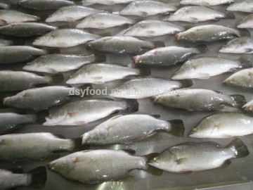 Frozen Barramundi (Lates calarifer)