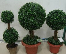 Boxwood Ball