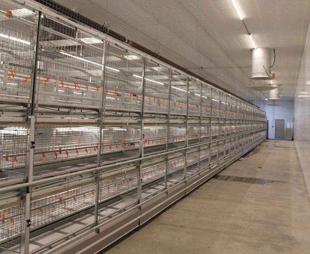 IP67 Corrosion-Proof DC48V T6 LED Tube Lighting for Layer Cage