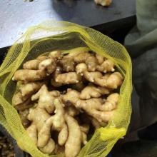new crop fresh ginger 150g up