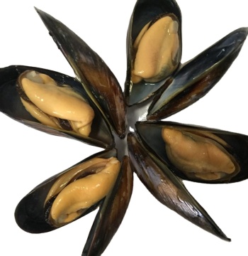frozen cooked full shell mussels