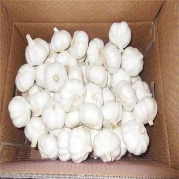 GARLIC IN EUROPEAN MARKET