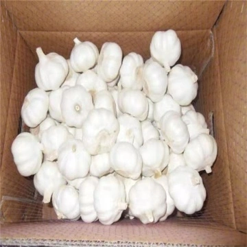 Angebot Knoblauchknolle Frische Knoblauchknolle Frische Softneck Knoblauchknolle Vom Chinesischen Hersteller