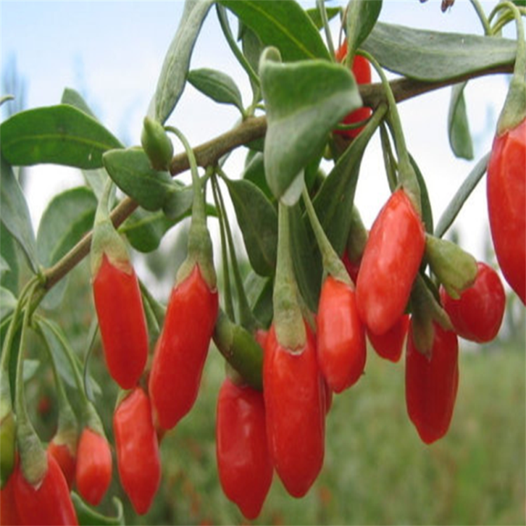 Berkualiti tinggi yang disahkan Jualan panas Organik goji berry / wolfberry