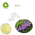 Root extract root scutellaria baicalensis 85% baicalin