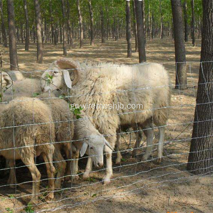 Γαλβανισμένο φράχτη δικτύου Kraal