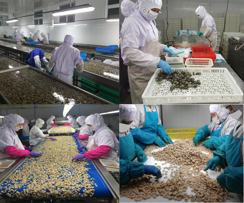 Nowy sezon zamrożony gotowany małże małże