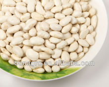 Lima bean white kidney bean
