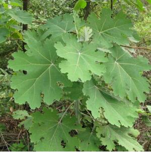 Macleaya cordata extract