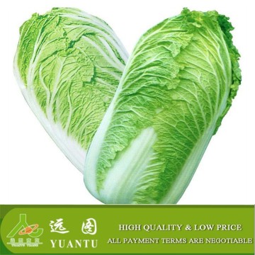 High quality delicious fresh long Chinese cabbage