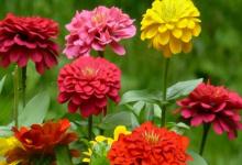 Flower seeds and mulch