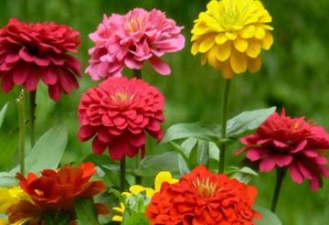 Flower seeds and mulch