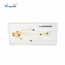 Embedded Specimen of Fish Skeleton