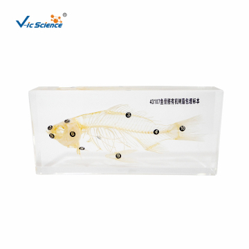 Embedded Specimen of Fish Skeleton
