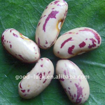 LSKB Kidney Beans,Long Shape