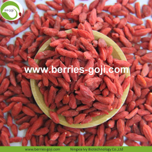 Ningxia Goji Berry essiccata per la produzione di nuove colture