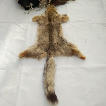 China factory wholesale High Quality Natural degreasing Argentine coyote pelt coyote fur