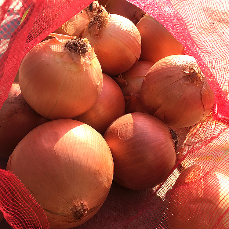 Fresh farm products yellow onion specification with seeds