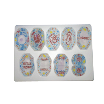 Exploring Simple Mitosis Models for Effective Animal Cell Teaching