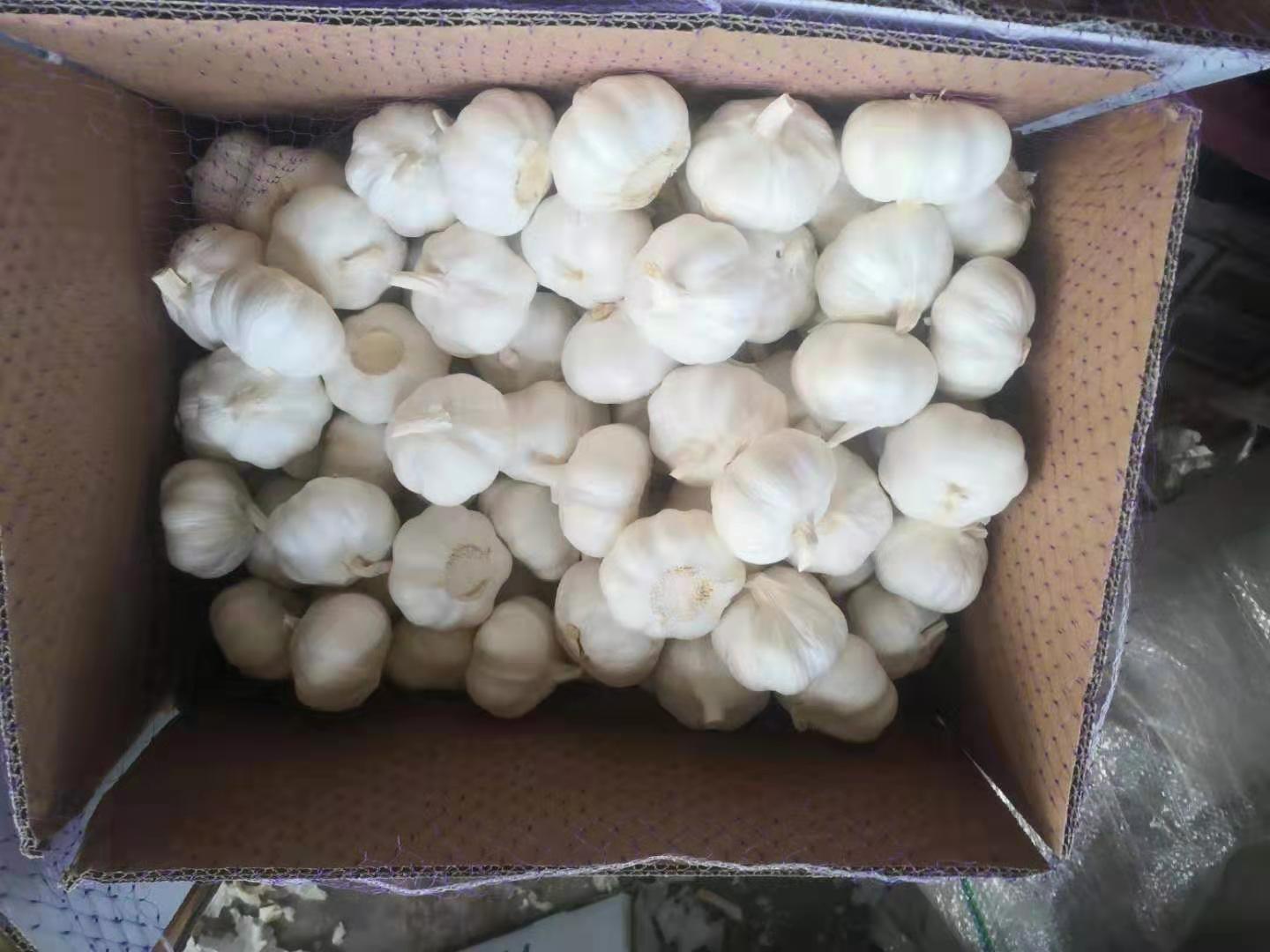 Best sale pure white garlic / China new season garlic export