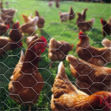 Poultry Netting Hexagonal Wire Mesh